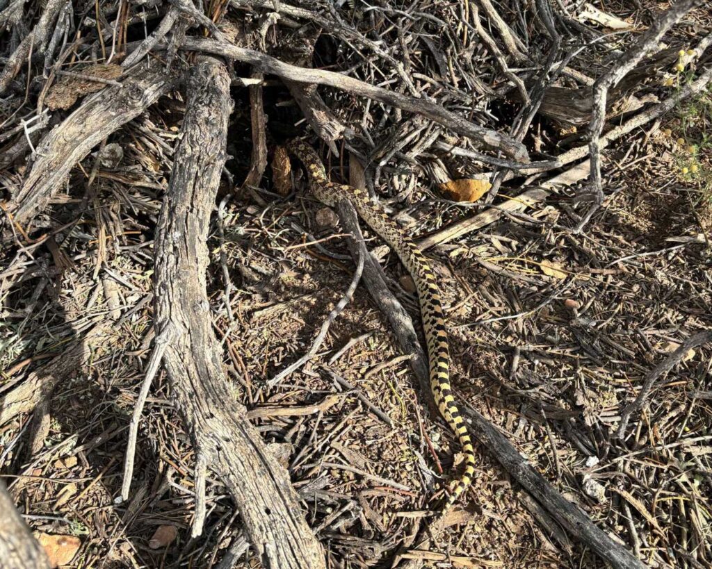 Sonoran Gophersake in a Pipe