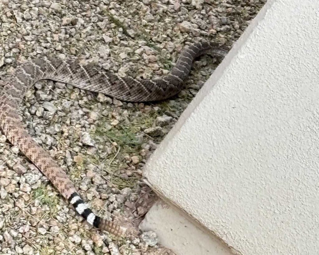 First Rattlesnake in 25 Years