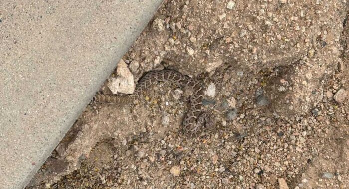 Rattlesnake Removal in Cave Creek