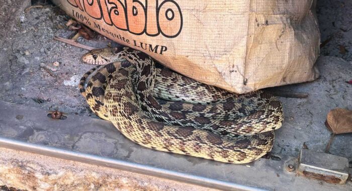 Gophersnake Under the Grill