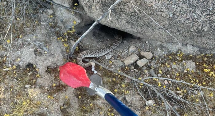 Peoria Snake Removal Call