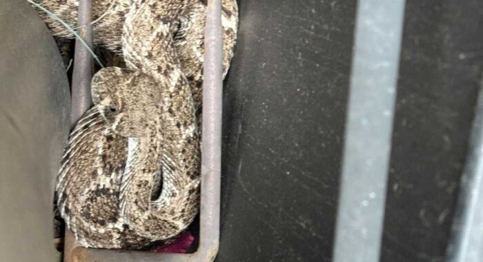 Two Snakes At One Home In Cave Creek