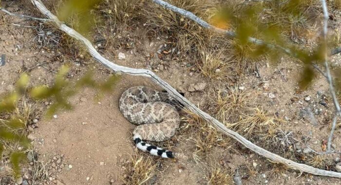 Injured Snake in Phoenix Rescued