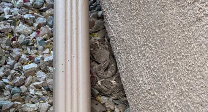 Western Diamondback Rattlesnake Found on Easter