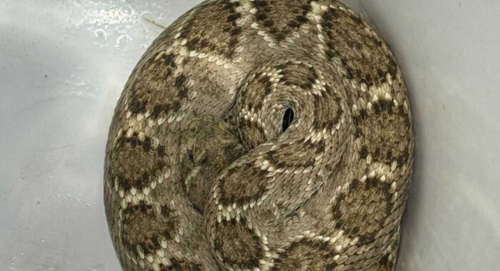 Rattlesnake Removal in Tucson