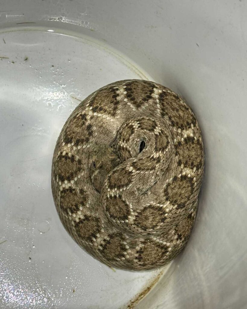 Rattlesnake Removal in Tucson