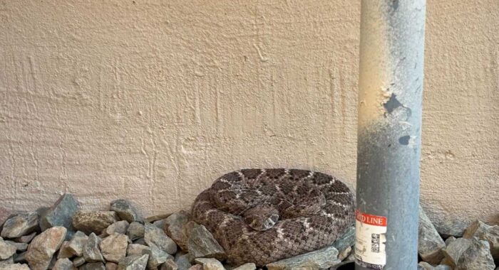 Rattlesnake Removal in New River