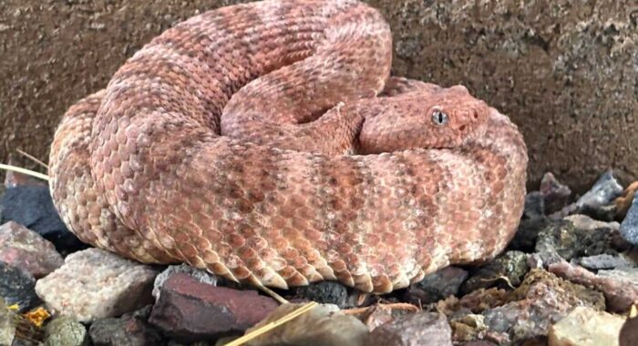Bright Pink Rattlesnake in Peoria Arizona