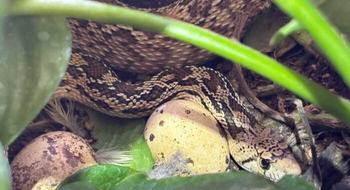Gophersnake Eating Eggs