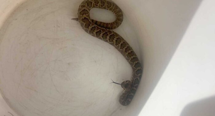 Mojave Rattlesnake Removal in Sun City