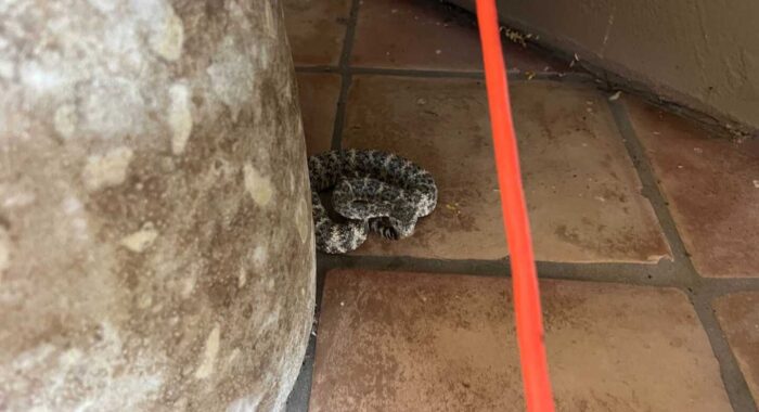 Blue Speckled Rattlesnake Removal