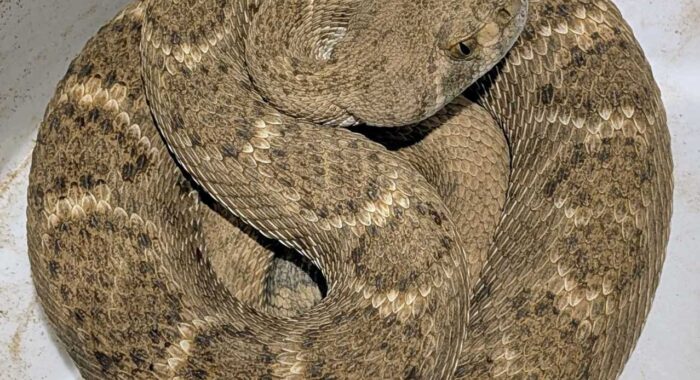 Rattlesnake Removal in Cave Creek