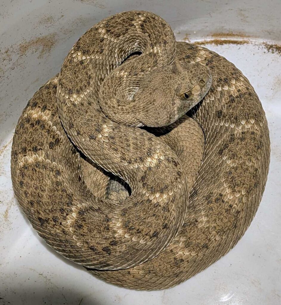 Rattlesnake Removal in Cave Creek