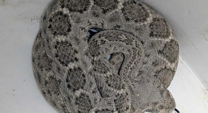 Rattlesnake in a Garage Removed
