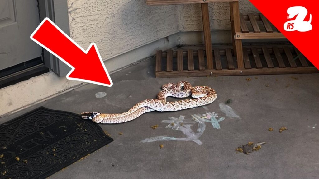 Rattlesnakes Breeding on the Front Patio