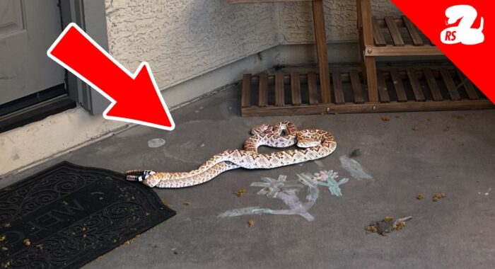 Rattlesnakes Breeding on the Front Patio