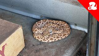 Large Rattlesnake Found in Garage