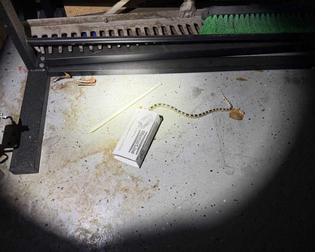 Snake Rescued from Glue Trap in Garage