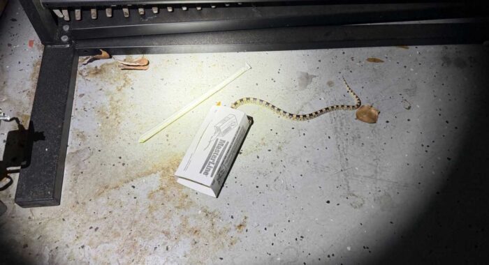 Snake Rescued from Glue Trap in Garage