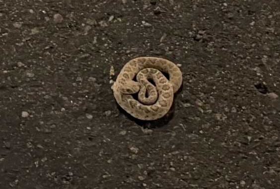 Young Diamondback Displaced by Construction