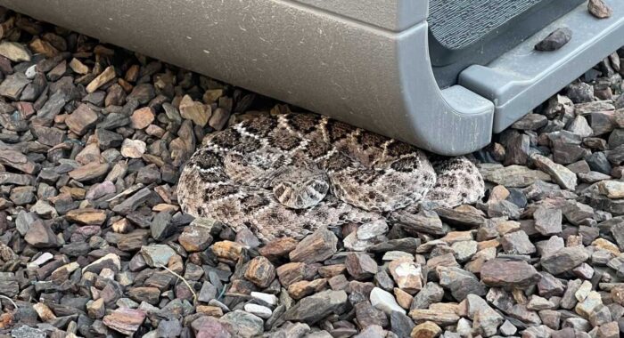 Mellow Western Diamondback in Cave Creek