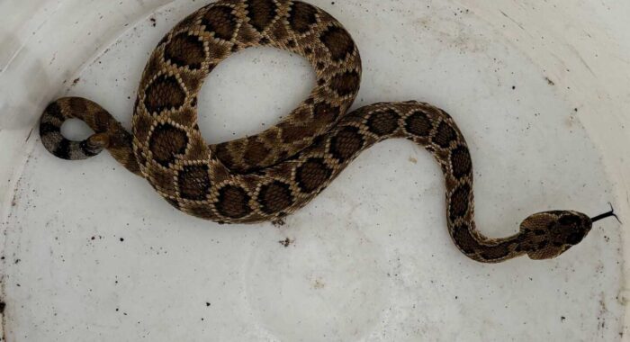 Sneaky Juvenile Mojave Rattlesnake