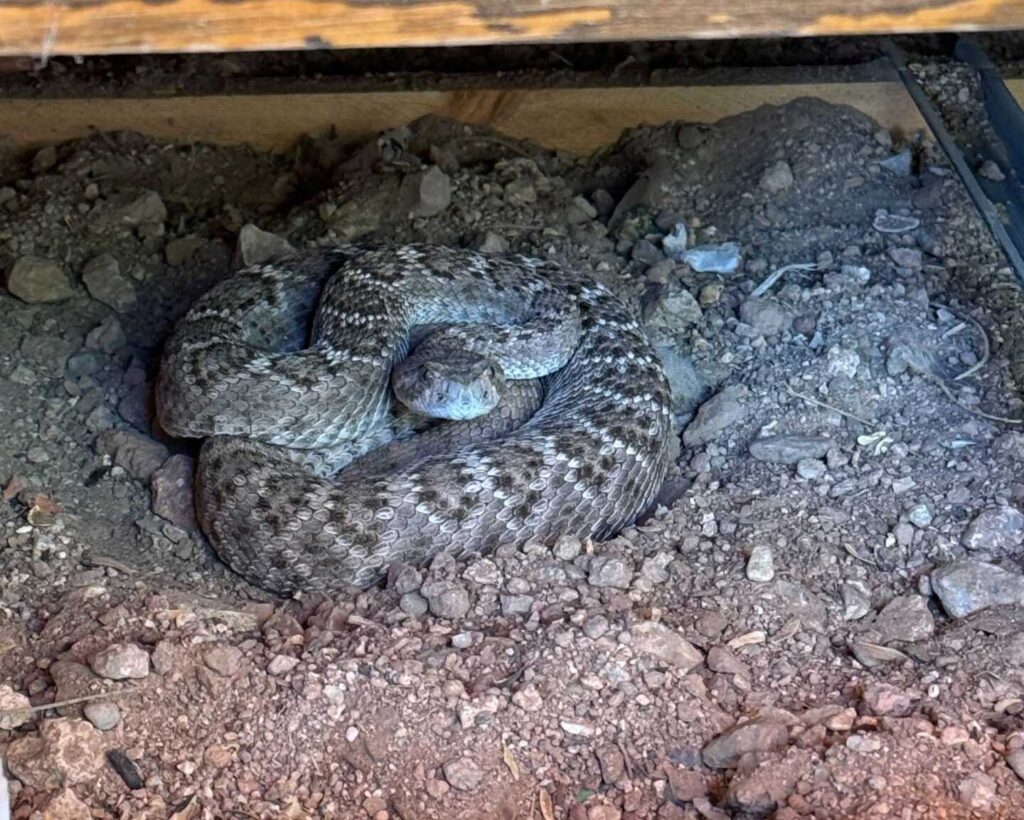 Dog Alerts Homeowner to Hidden Rattlesnake