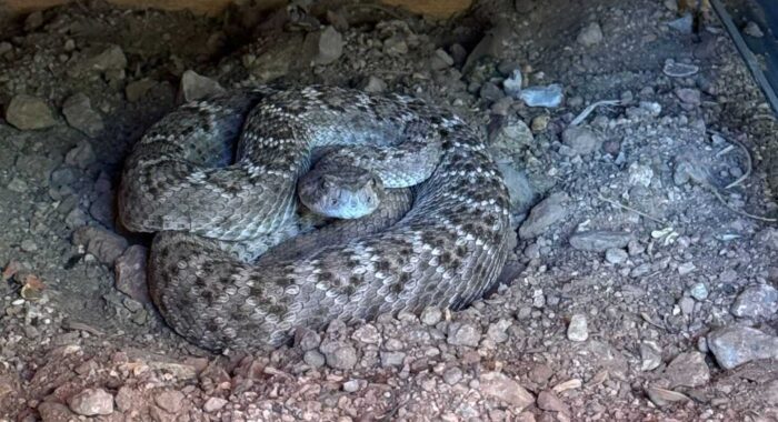 Dog Alerts Homeowner to Hidden Rattlesnake