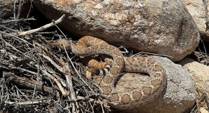 Western Diamondback Resting Beneath Prickly Pear Patch