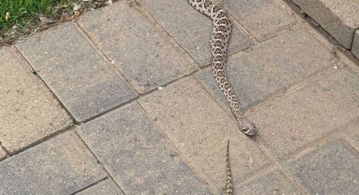 Rattlesnake Hunt Interrupted in Backyard