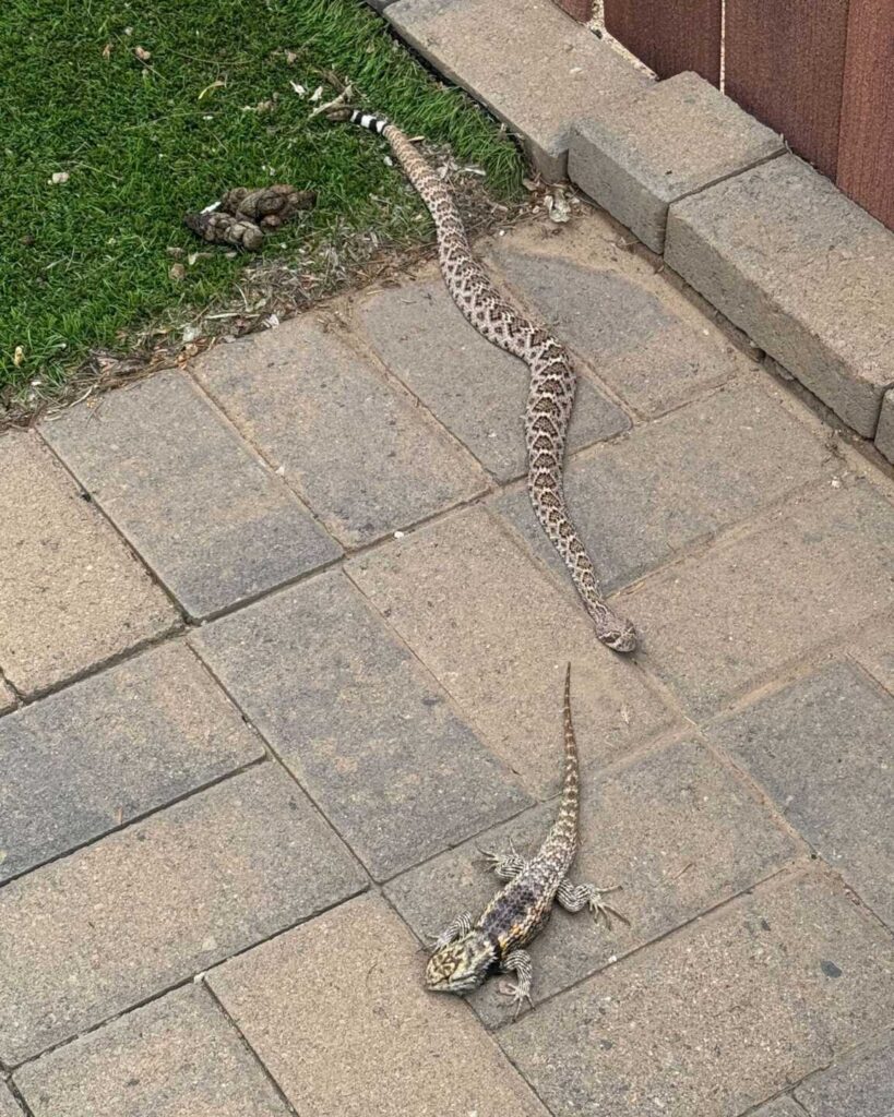 Rattlesnake Hunt Interrupted in Backyard