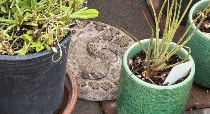 Western Diamondback Finds Perfect New Home