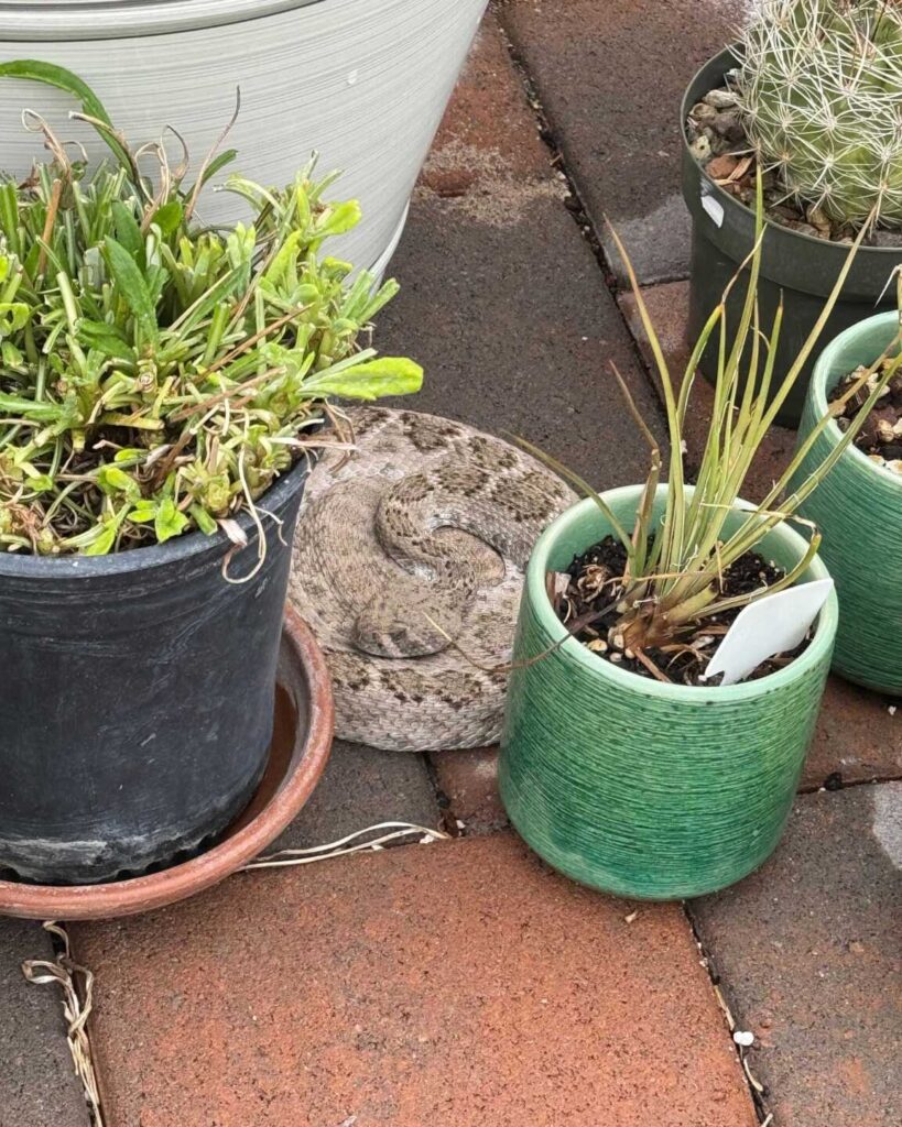 Western Diamondback Finds Perfect New Home