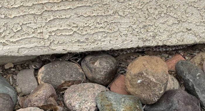 Front Yard Rattlesnake During Ant Spraying