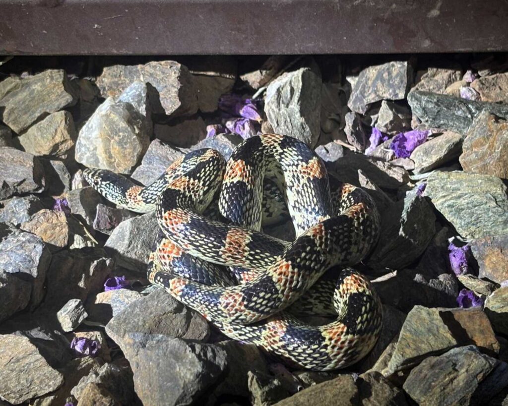 Longnosed Snake Found on Cool New River Night