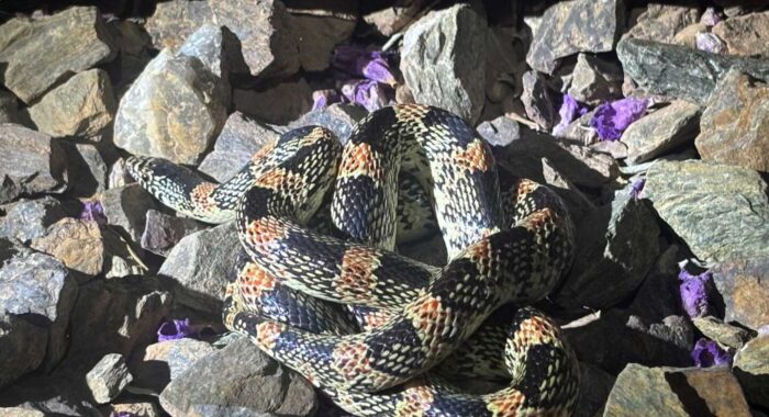 Longnosed Snake Found on Cool New River Night