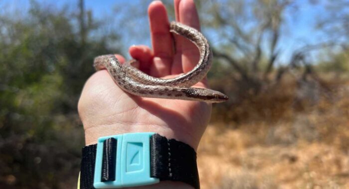 Snake Rescued from Glue Trap in Garage