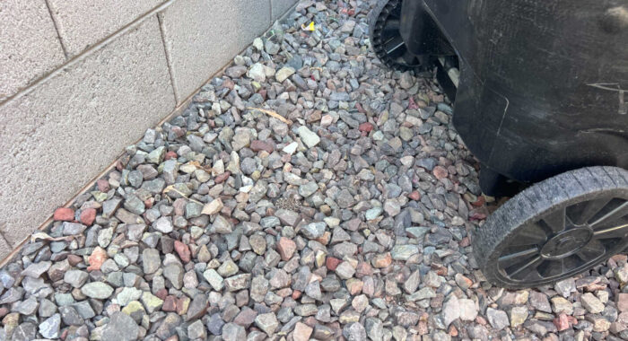 Baby Rattlesnake Beneath Trash Cans in Laveen
