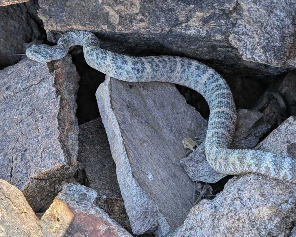 Speckled Rattlesnake Found in Tortoise Enclosure