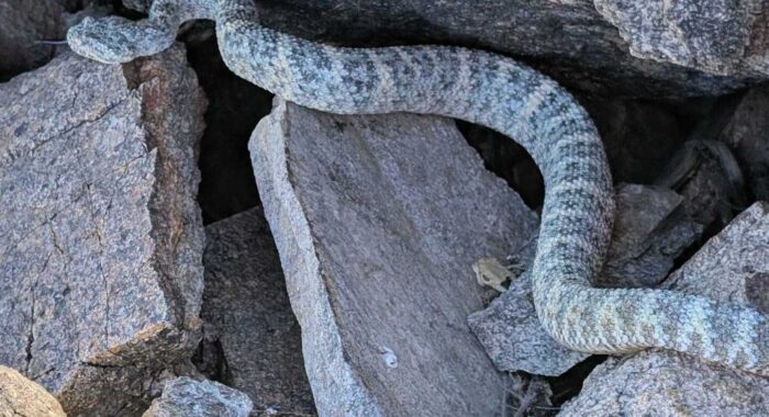 Speckled Rattlesnake Found in Tortoise Enclosure