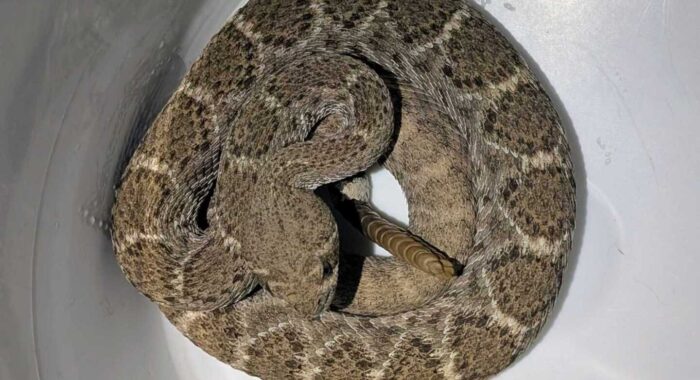 Silent Rattlesnake at Cave Creek Front Door