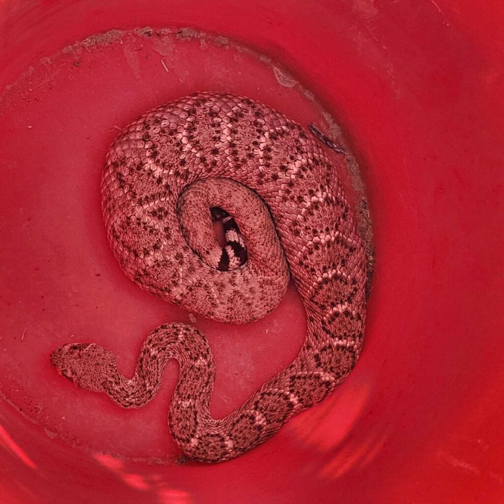Rattlesnake Ate A Rabbit
