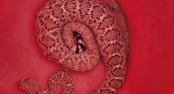 Rattlesnake Ate A Rabbit