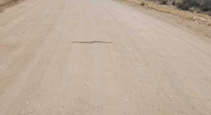 Bonus Gophersnake in Marana