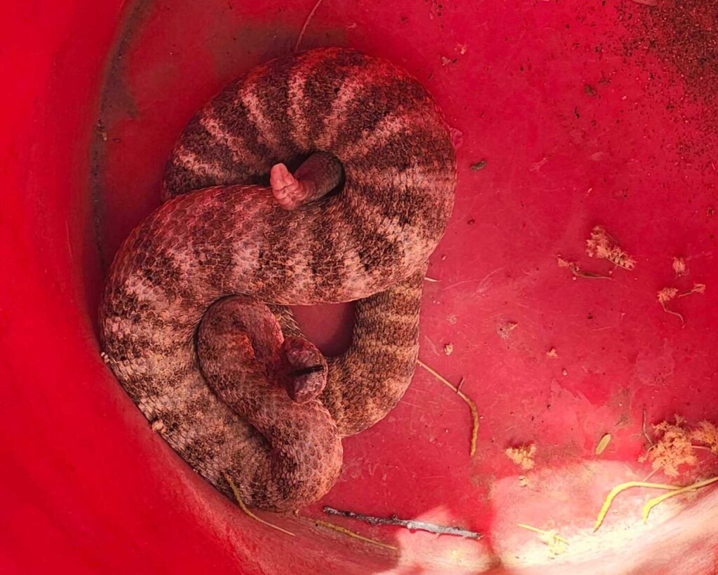 Early Tiger Rattlesnake Removal in Tucson