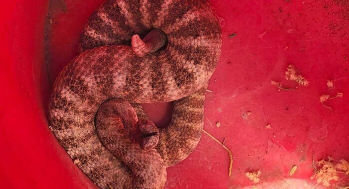 Early Tiger Rattlesnake Removal in Tucson
