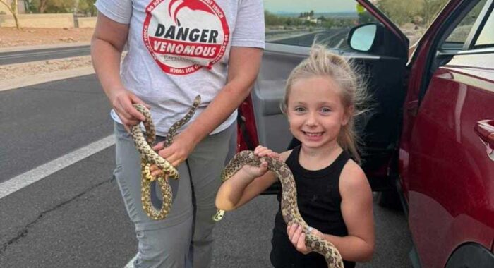 Two Gophersnakes In a Backyard