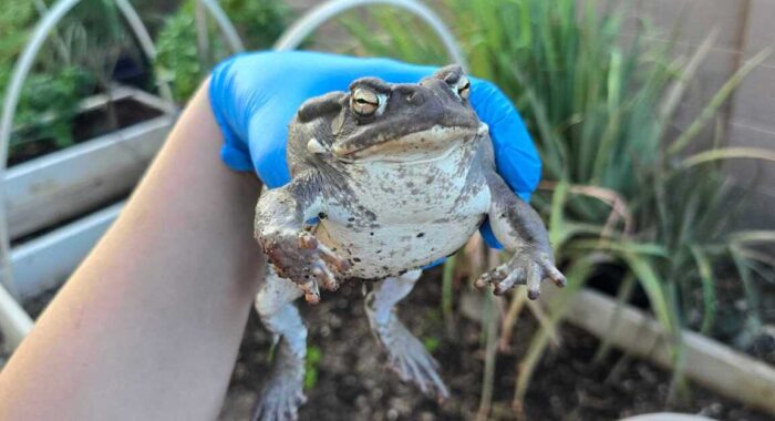 Dangerously Toxic Toad