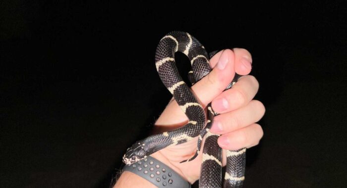 Kingsnake and a Toad in Queen Creek