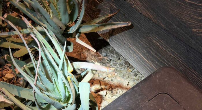Displaced Western Diamondback Rattlesnake